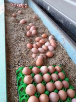 Wiederverkäufer Eier, Freilandeier, Hühner Legehennen, Hofladen Niedersachsen - Bremervörde Vorschau