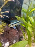 Apistogramma Trifasciata Dreistreifen Zwergbuntbarsch Niedersachsen - Ronnenberg Vorschau