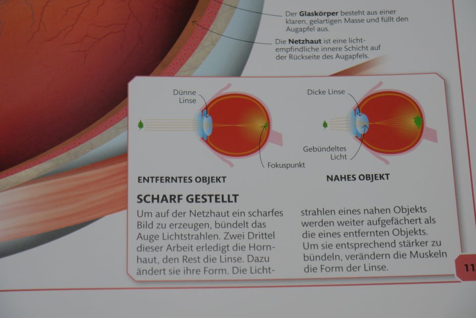 Buch Super Mensch Unglaublich was unser Körper alles kann NEU Kin in Dessau-Roßlau