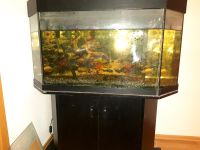 Aquarium 180 Liter mit Unterschrank !!! Baden-Württemberg - Stockach Vorschau