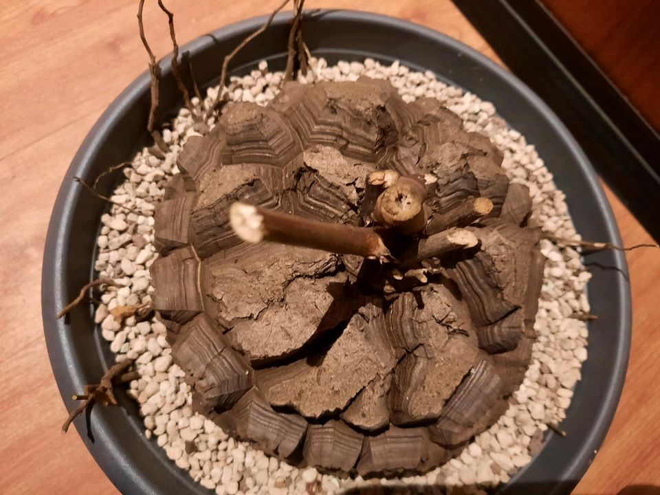 Dioscorea elephantipes XL, Caudex, Traumpflanze, Sukkulente! in Kiel