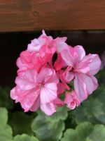 Pelargonie Nevesta /Nimismies Harburg - Hamburg Marmstorf Vorschau