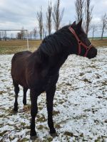 Welsh Cob Mix Jährling Hengst Rappe Sachsen-Anhalt - Zabenstedt Vorschau