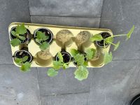 Gemüsepflanzen (Salat-/Zucchini gelb und grün) Nordrhein-Westfalen - Königswinter Vorschau