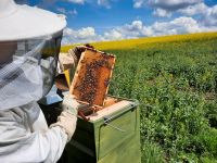 **Bienenpatenschaft / Bienen mieten Nordrhein-Westfalen - Lindlar Vorschau