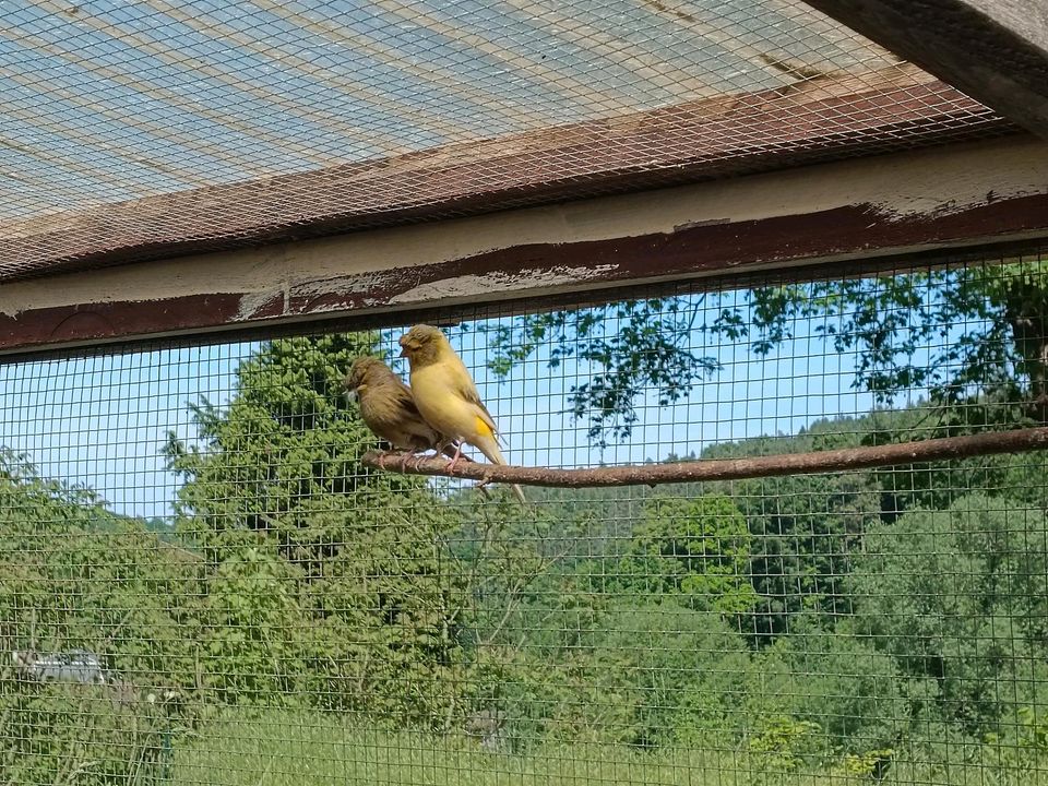 Wunderschöne junge Kanarien Kanarienvögel mit und ohne Haube in Krölpa