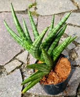 Ausgefallene Sansevieria - M22 Hessen - Obertshausen Vorschau