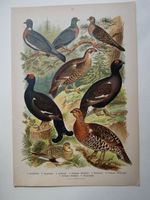 Arnold  Die Vögel Europas 1897 Turteltaube Birkhuhn Auerhuhn Baden-Württemberg - Leonberg Vorschau