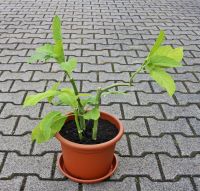 Drei Ableger, Stecklinge Engelstrompete, Datura mit Topf Rheinland-Pfalz - Eisenberg  Vorschau