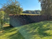 Gärtner. Arbeiten rund ums Haus, Hof und Garten Rheinland-Pfalz - Zweibrücken Vorschau