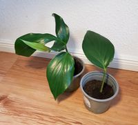 Philodendron Monstera estrago Ableger Zimmer pflanze grün im Topf Leipzig - Leipzig, Zentrum-Ost Vorschau