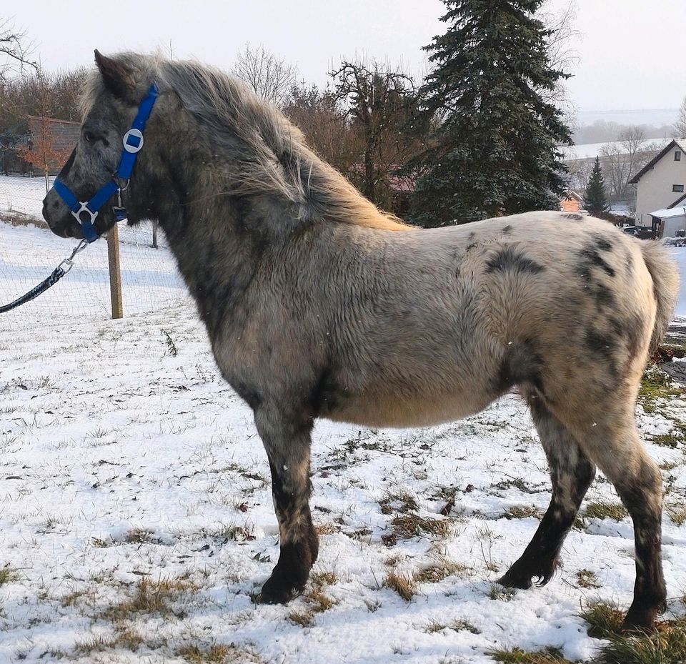 Few Spot Appaloosa Schabrack Tiger (NAS) in Ebeleben