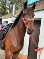 Reitbeteiligung an „Allrounder“ Warmblut Wallach zu vergeben Nordrhein-Westfalen - Hellenthal Vorschau