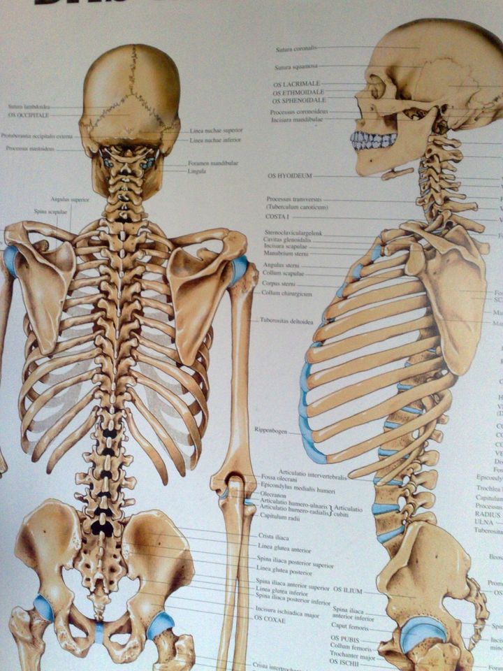 Anatomiekarte von Rüdiger Anatomie - Skelett in Hamburg