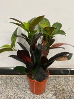 Kroton Codiaeum varieg.'Mrs Iceton' Nordrhein-Westfalen - Simmerath Vorschau