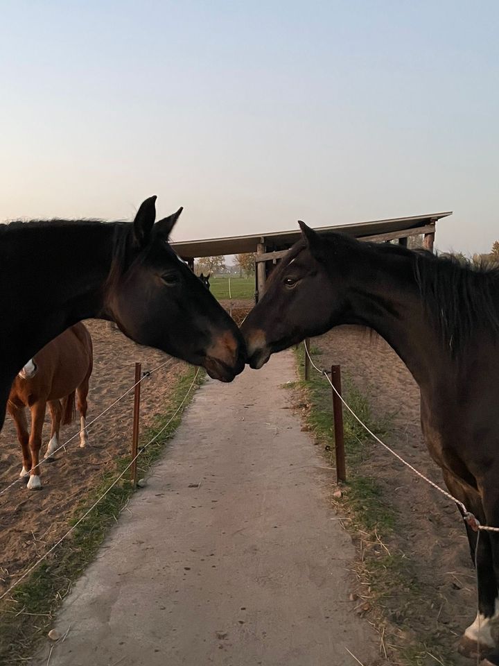 Offenstall/ Boxen Frei in Weyhe