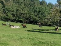 Ferienprogramm 2024 (Reiterferien und Reitkurse) Baden-Württemberg - Deggenhausertal Vorschau