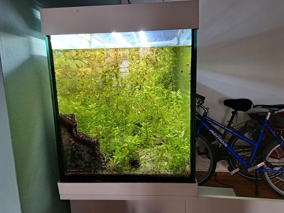 Aquarium 450 liter in Nahrendorf