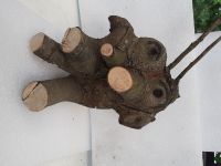 Habe einen Baum- Troll  entdeckt !! Flensburg - Fruerlund Vorschau