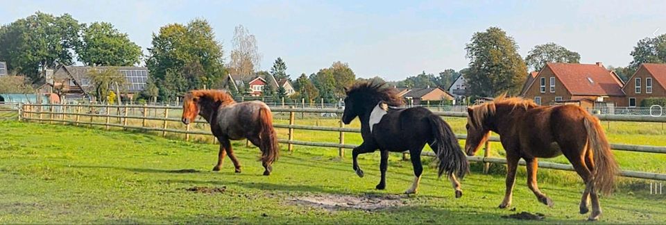 Isländer zu verkaufen bildschön! in Winsen (Aller)