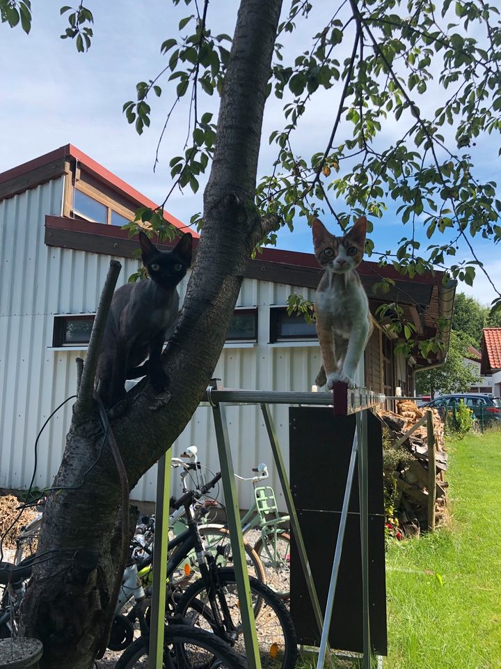 Kater Oskar geklaut ;-( in Bretzfeld