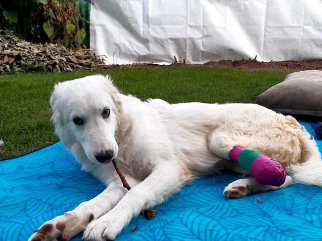 Verschmuster Handicap-Hund Zampo sucht sein Zuhause in Bornheim