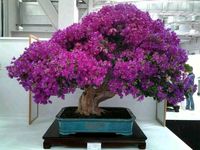 Jacaranda Mimosifolia Bonsai Bayern - Tegernheim Vorschau