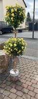 Rosenstamm gelb wie echt 1.65 hoch kunstblume Hessen - Großenlüder Vorschau