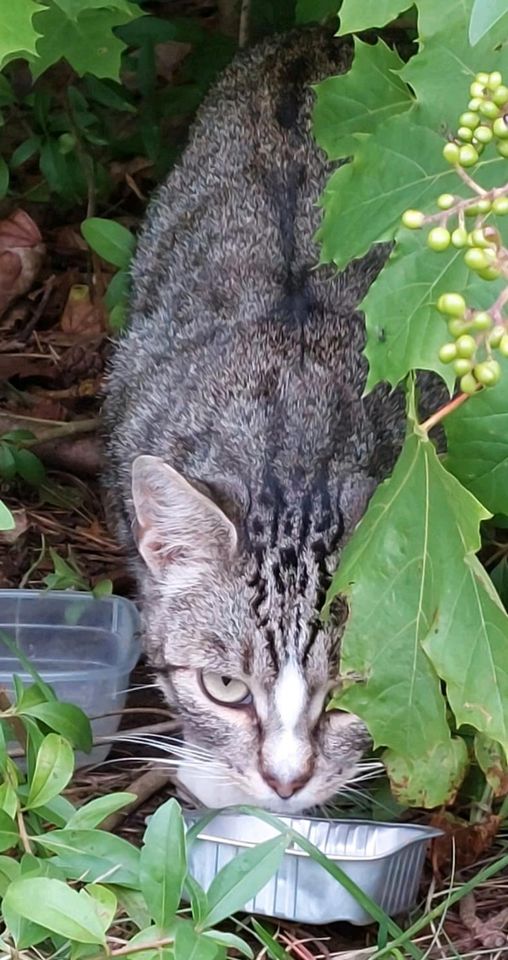 Katzenfutter für Streuner in Goldberg