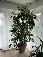 Birkenfeige Pflanze Baum ca. 2 Meter Kübelpflanze ficus Benjamin Nordrhein-Westfalen - Nümbrecht Vorschau