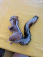 Steiff-Streiffenhörnchen unbespielt mit Fahne und Knopf Berlin - Neukölln Vorschau