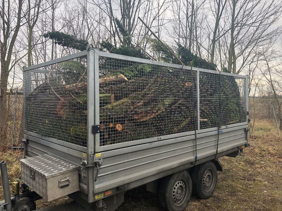 Wurzel Stubben Baumstumpf Baumwurzel Wurzelstock fräsen in Berlin