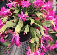 Christmas cactus pflanzen zu verkaufen Baden-Württemberg - Korntal-Münchingen Vorschau