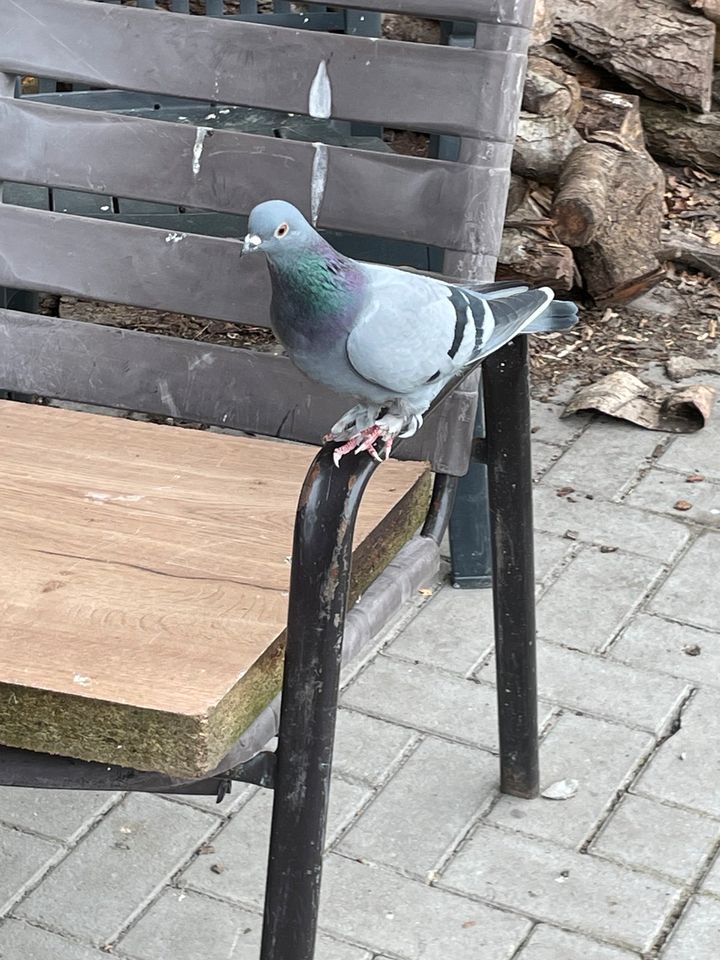 Türkische Takla Taube, Täubin in Barßel