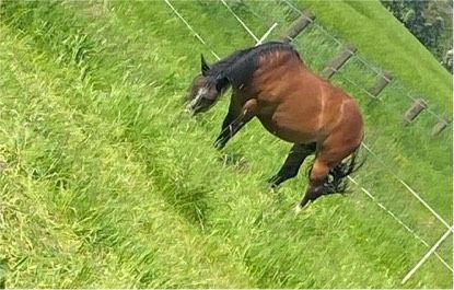 Pflegebeteiligung/ Reitbeteiligung in Gladbeck