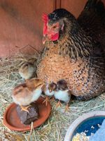 Schwedisches Blumenhuhn Eier Rheinland-Pfalz - Haßloch Vorschau