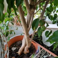 Sehr schöner großer Ficus  Benjamini Hessen - Karben Vorschau