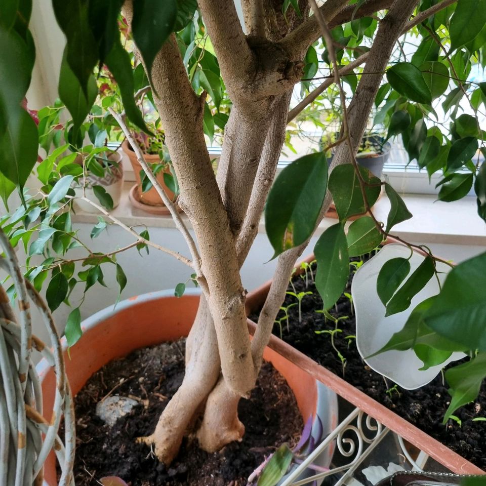 Sehr schöner großer Ficus  Benjamini in Karben