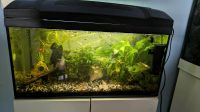 54l Aquarium // Aquarium // Fische Sachsen-Anhalt - Bernburg (Saale) Vorschau