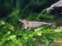 Neocaridina Davidi - Algengarnelen - Rückenstrichgarnelen Niedersachsen - Braunschweig Vorschau