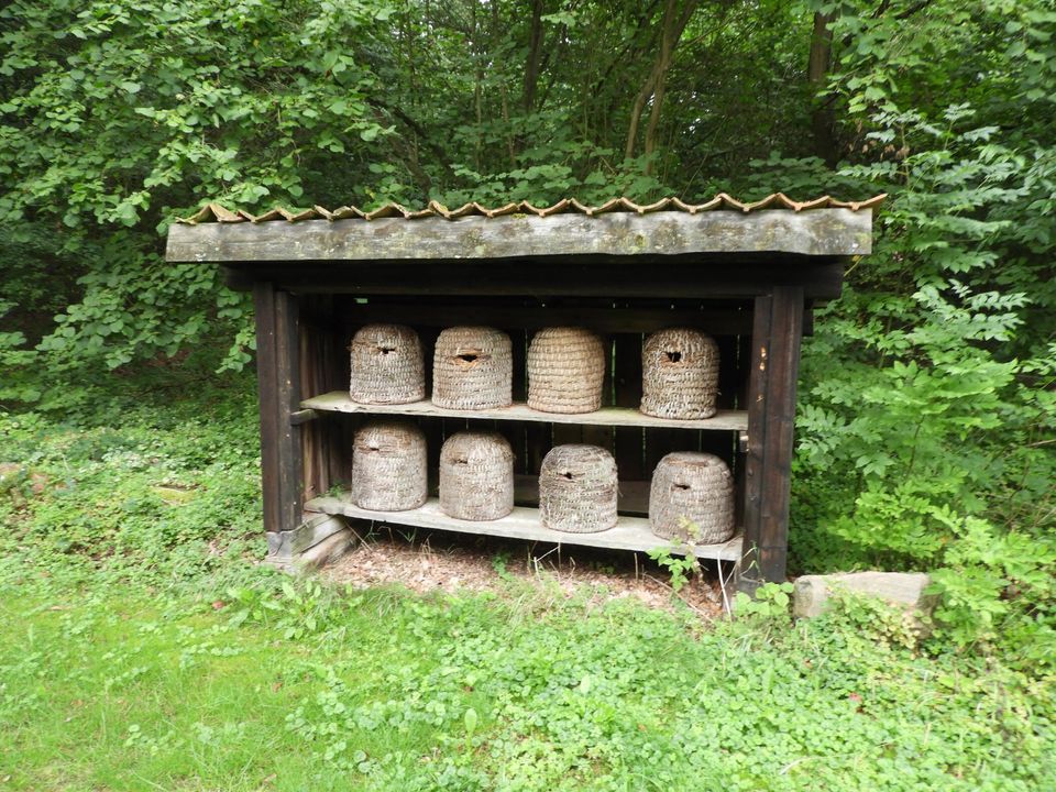 Eine seltene Gelegenheit: Wohnen im Wald ! in Wittingen