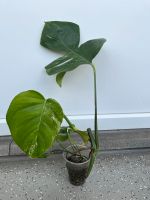 Etablierter Monstera Variagata Steckling München - Milbertshofen - Am Hart Vorschau