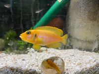 Lamprologus Ocellatus super gold Tanganjika Schneckenbarsch Baden-Württemberg - Pfullingen Vorschau