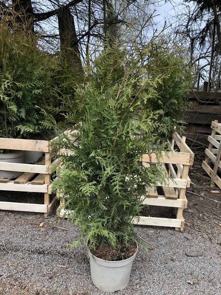 50 x Thuja Brabant 120-140 cm *KOSTENLOSER VERSAND* in Obersulm