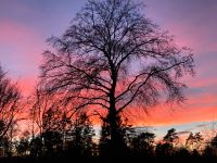 Suchen Wald/Grundstück… Rheinland-Pfalz - Bad Bergzabern Vorschau