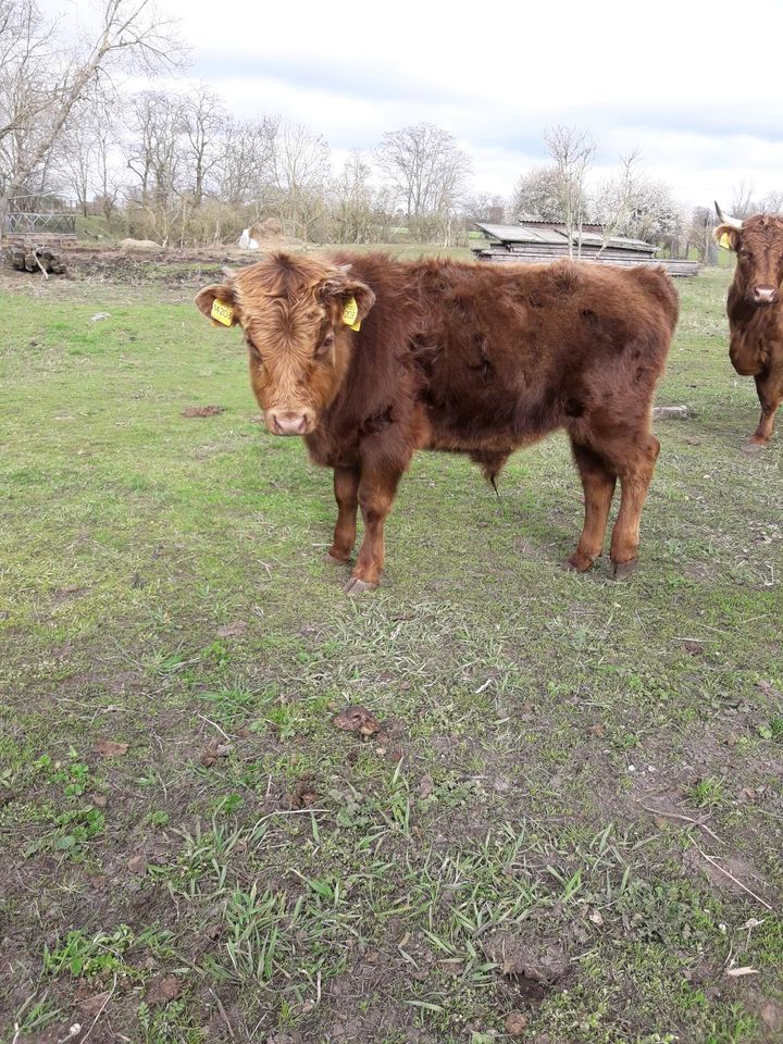 Verkaufe Dexter Bulle Kuh Rind Kalb in Tornau v d Heide