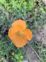 Saatgut/Samen - Atlas-Mohn (Papaver atlanticum) Nordrhein-Westfalen - Viersen Vorschau