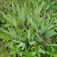 Schwert Lilien,lris Gelb und lila Blumen Garten Pflanzen Nordrhein-Westfalen - Bad Oeynhausen Vorschau