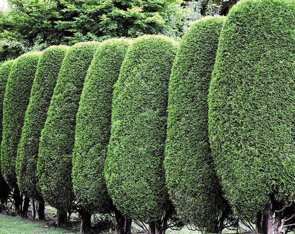 Gartenarbeit & Gartenpflege |Baumschnitt Fällen |Hecke schneiden in Dorsten