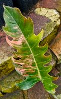 Großer Philodendron Caramel Pink Marble - Y2 Hessen - Obertshausen Vorschau